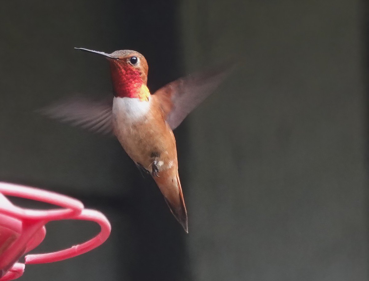 Rufous Hummingbird - Ann Nightingale