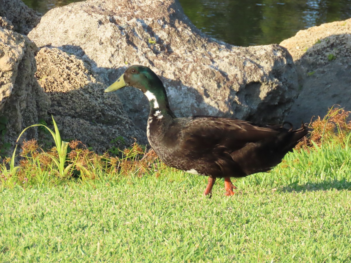 Mallard (Domestic type) - Laurie Witkin