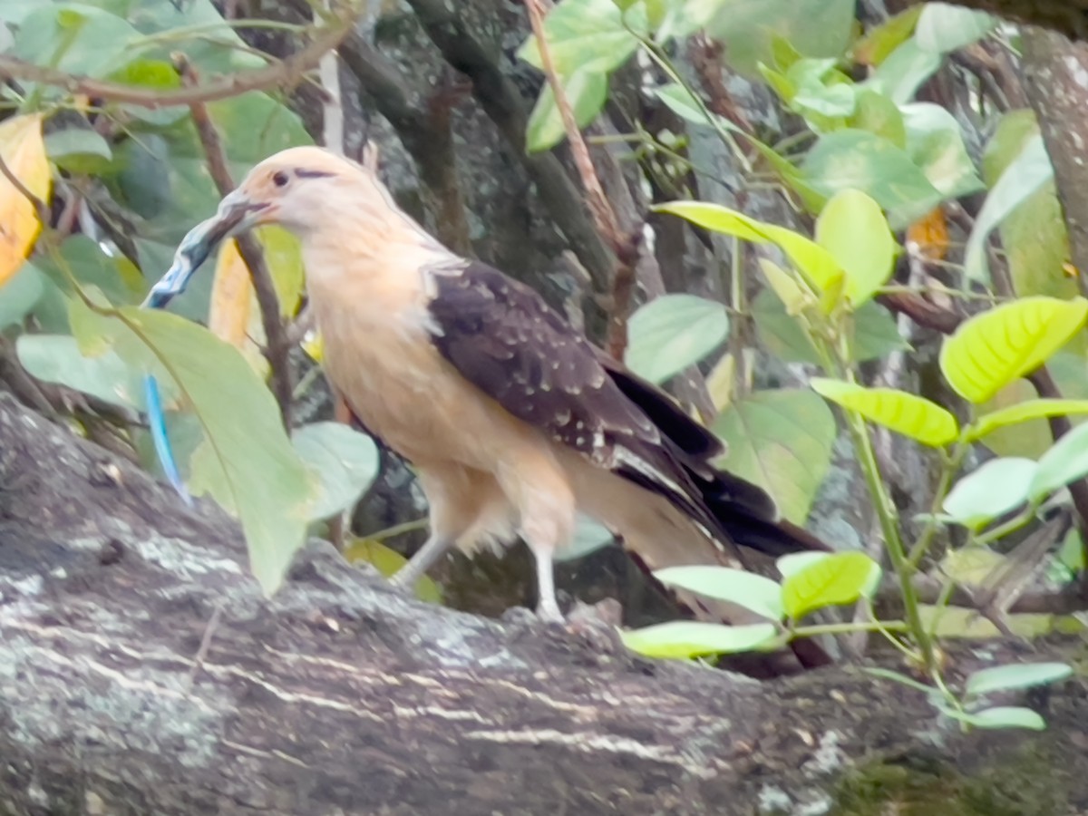 Yellow-headed Caracara - Eyder Daniel Gómez López