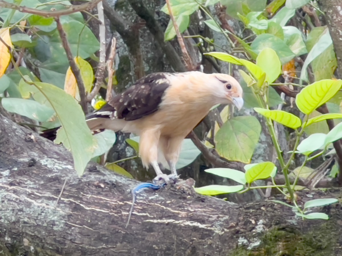 Yellow-headed Caracara - Eyder Daniel Gómez López