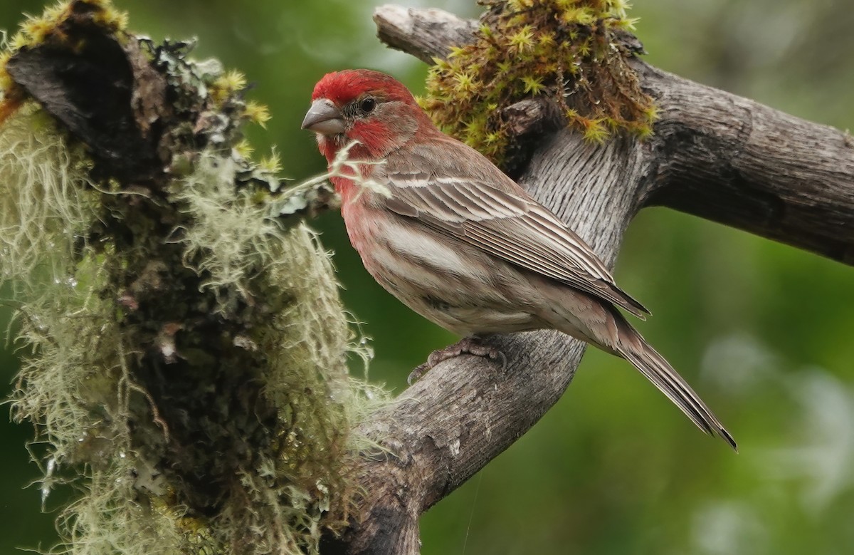 Purple Finch - Ann Nightingale