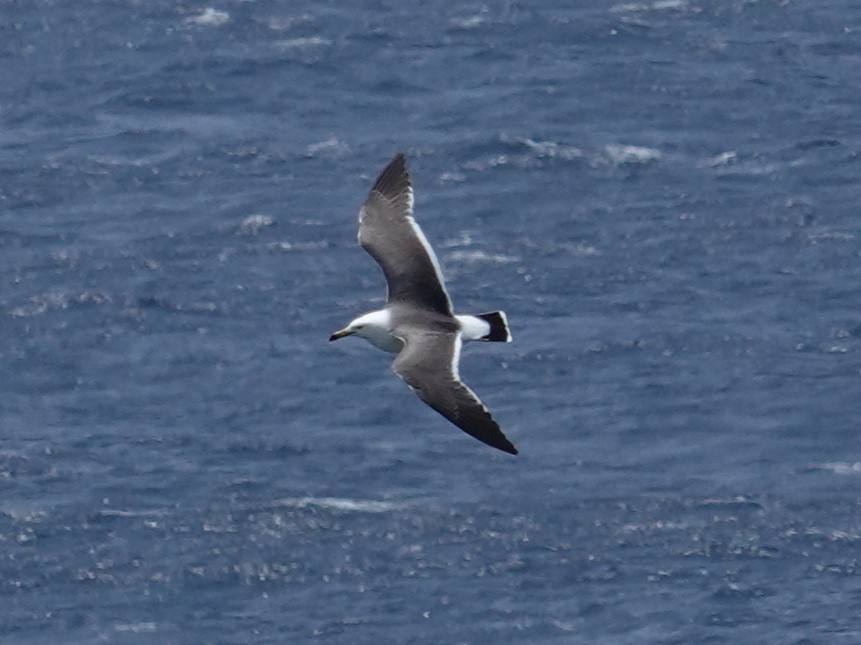 Black-tailed Gull - Steve Kornfeld