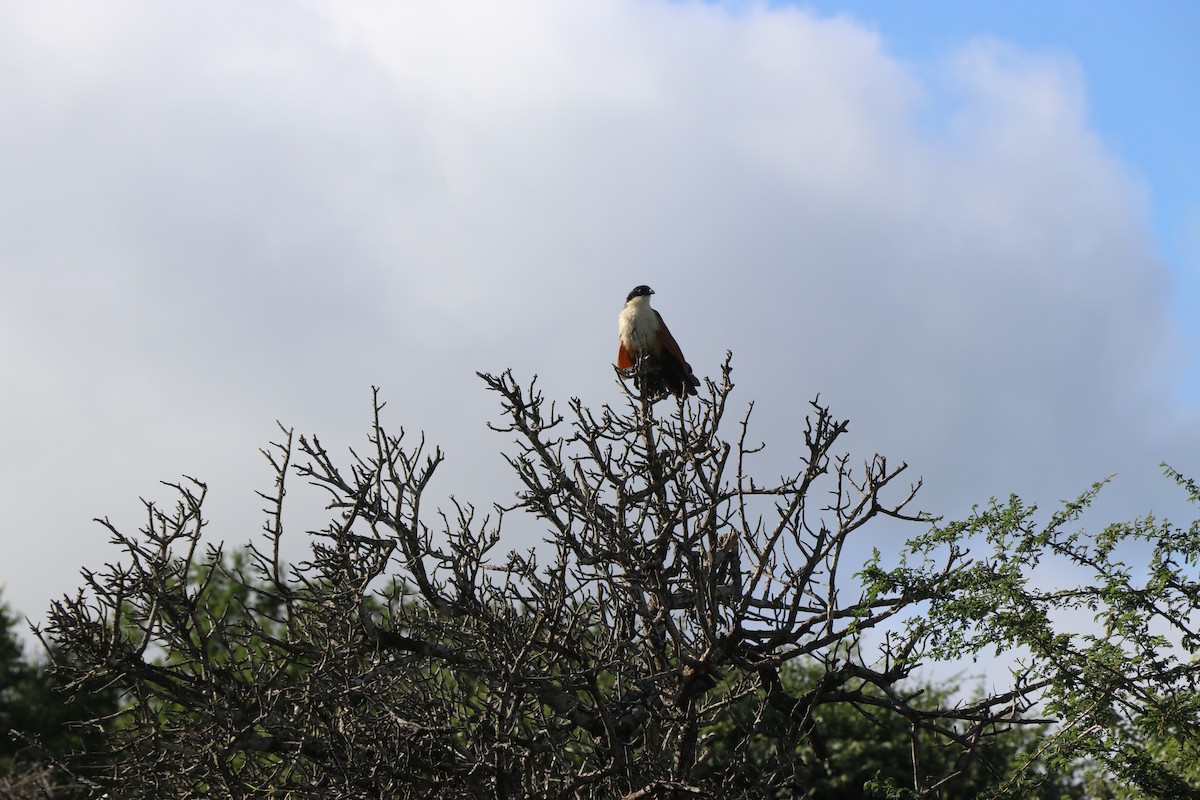 Coucal à sourcils blancs - ML619556852