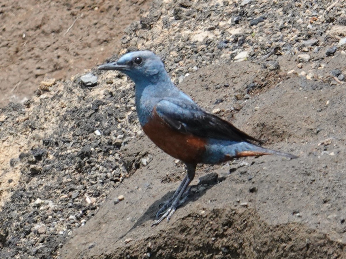 Blue Rock-Thrush - Steve Kornfeld