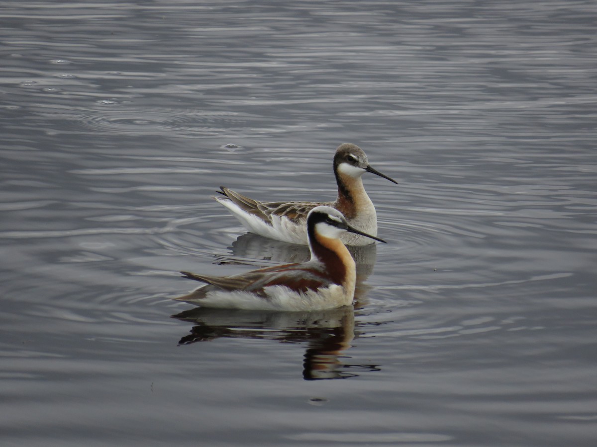 Wilson's Phalarope - Dennis Kuchar