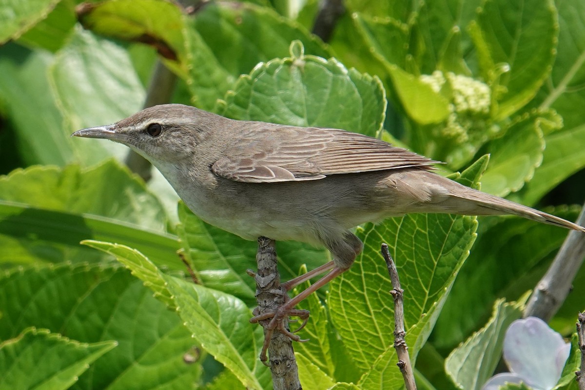 Pleske's Grasshopper Warbler - Steve Kornfeld