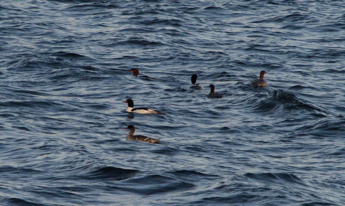 Red-breasted Merganser - lief gallagher