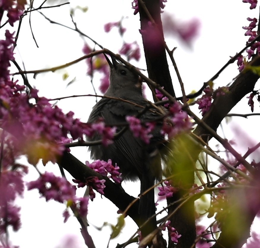 Gray Catbird - Nicolle and H-Boon Lee