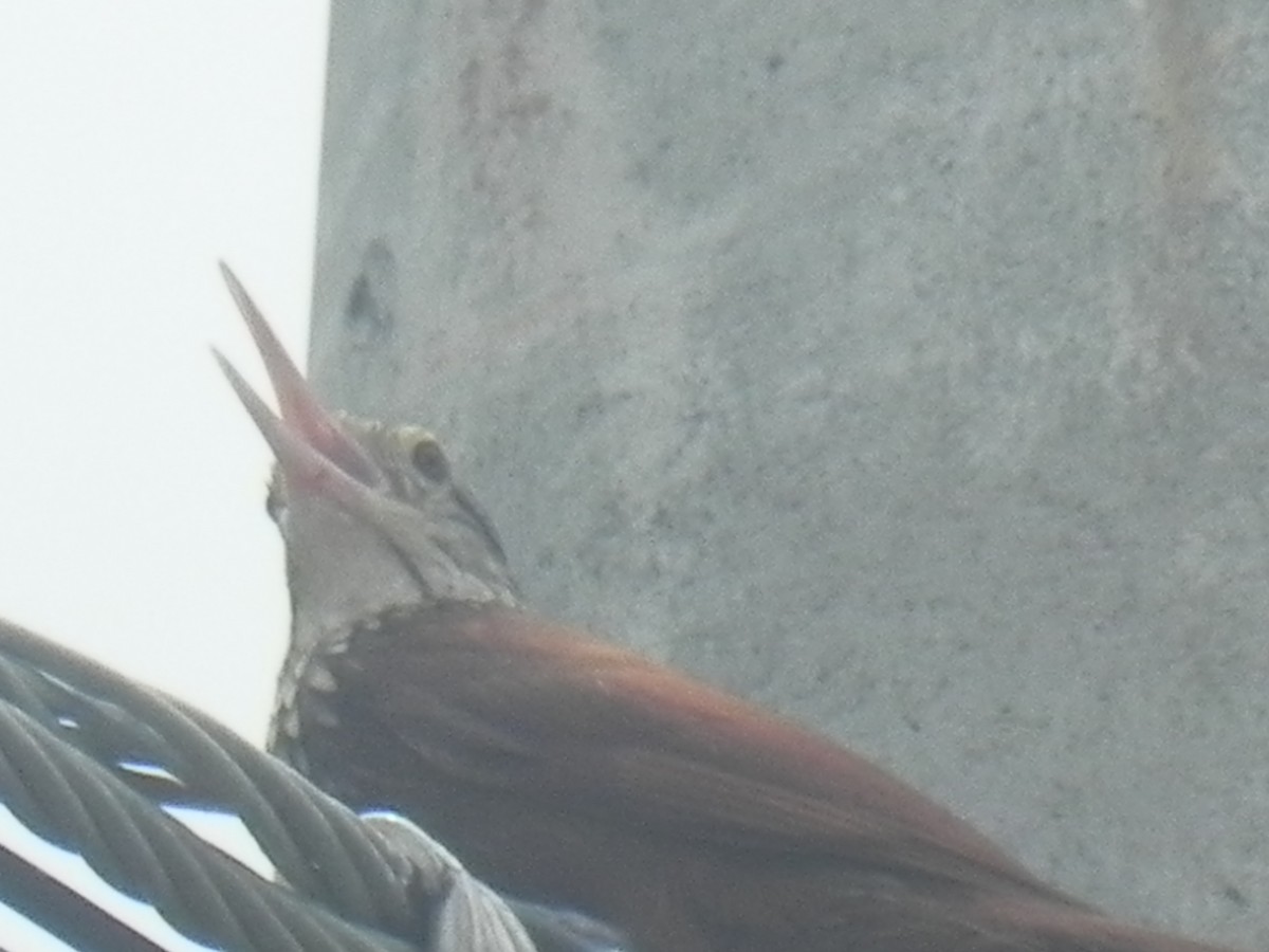 Streak-headed Woodcreeper - John Calderón Mateus