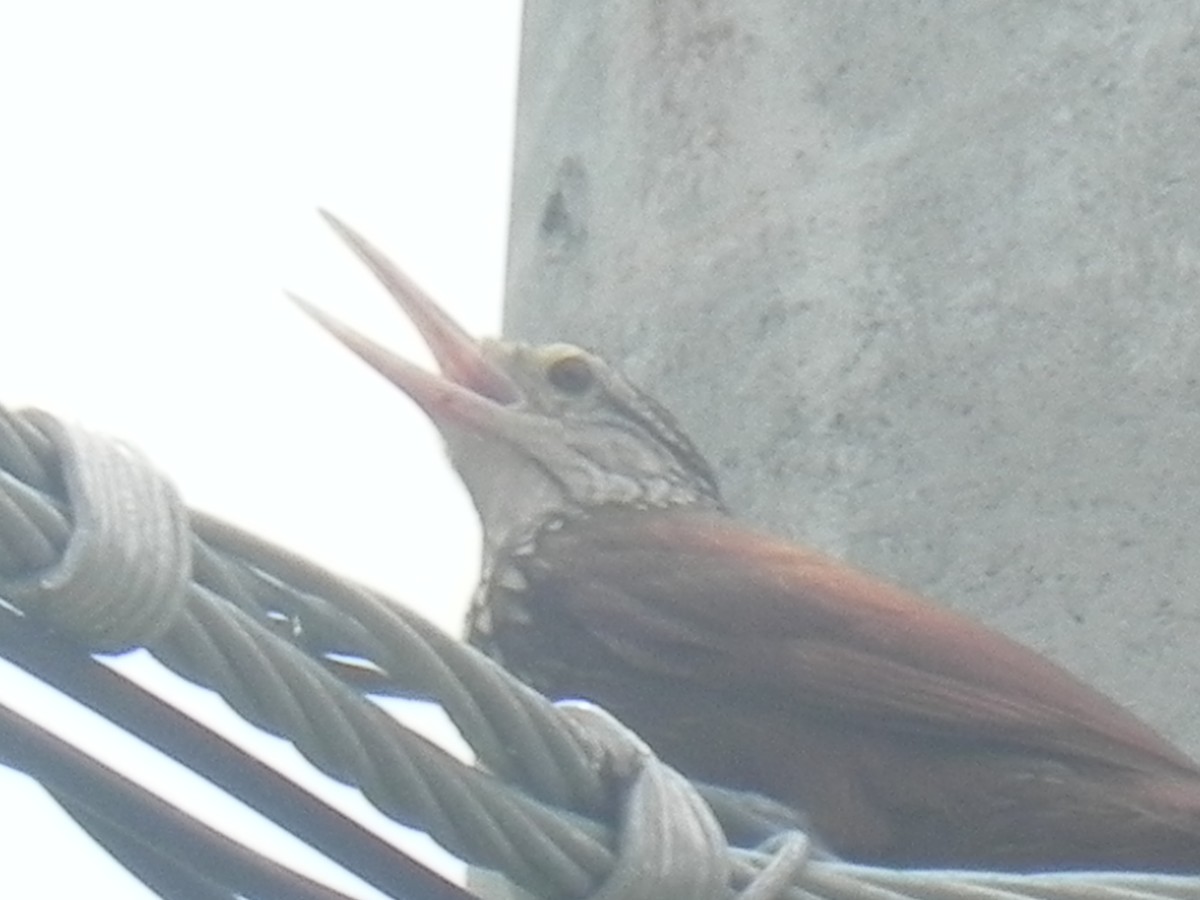 Streak-headed Woodcreeper - John Calderón Mateus