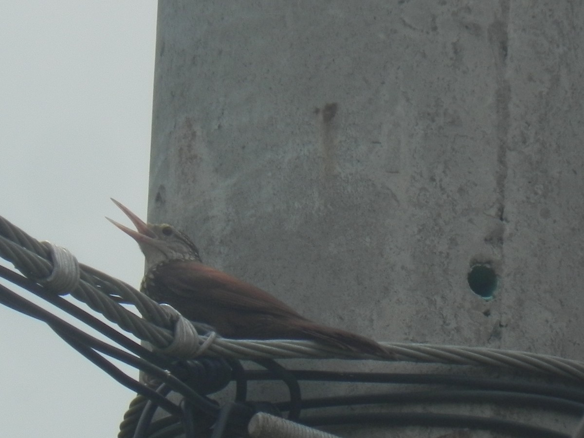 Streak-headed Woodcreeper - John Calderón Mateus