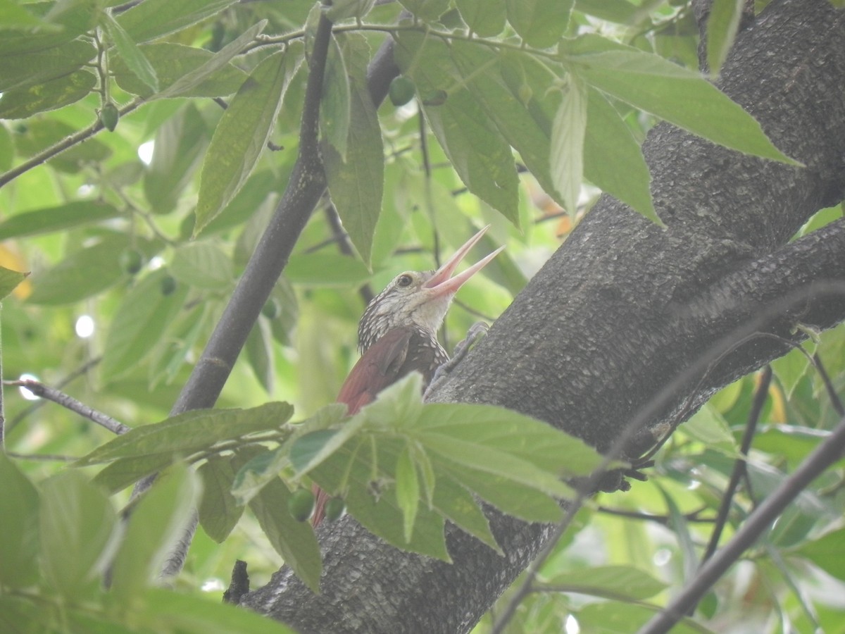 Streak-headed Woodcreeper - John Calderón Mateus