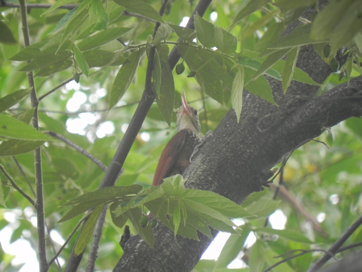 Streak-headed Woodcreeper - John Calderón Mateus