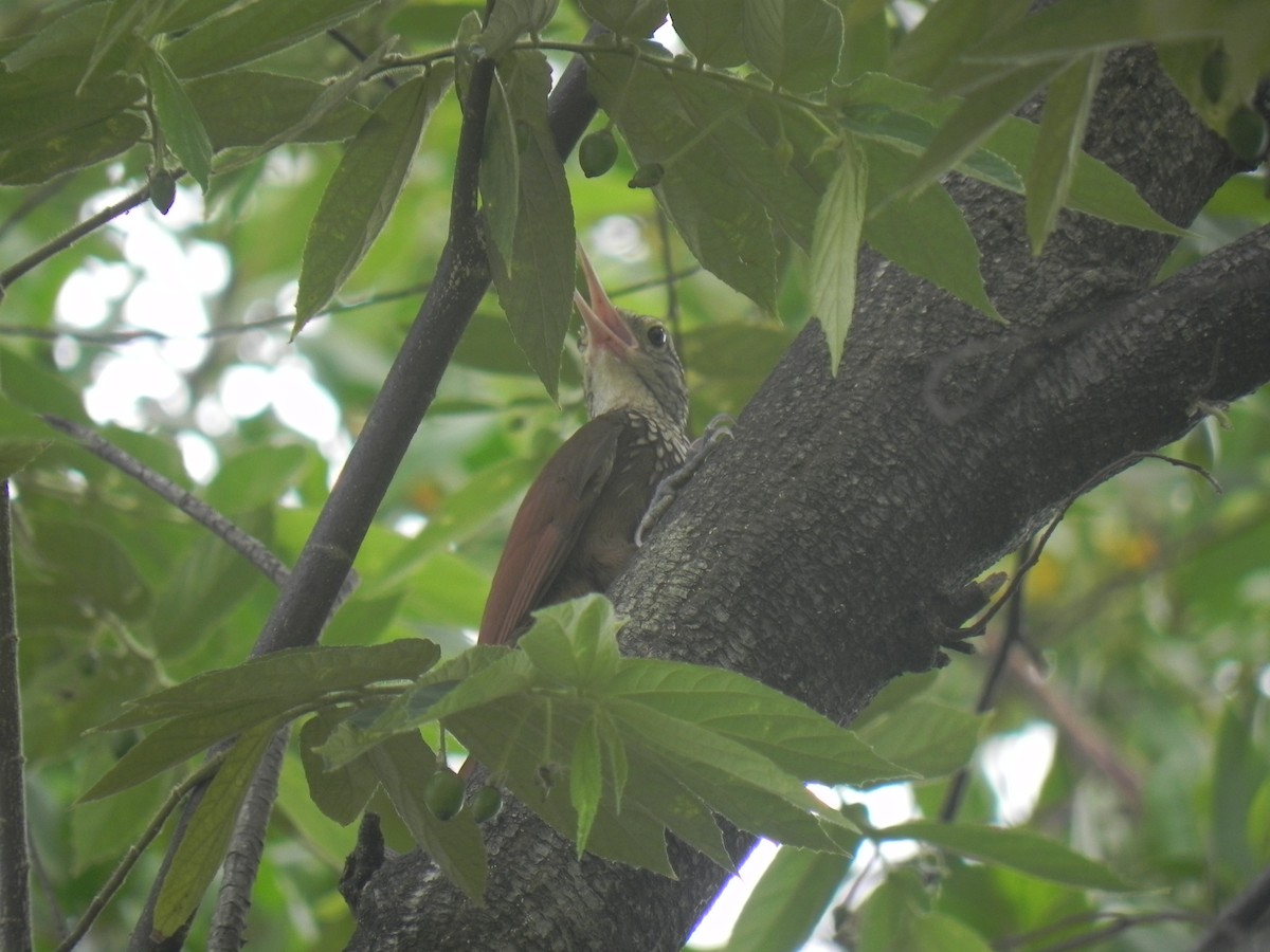 Streak-headed Woodcreeper - John Calderón Mateus