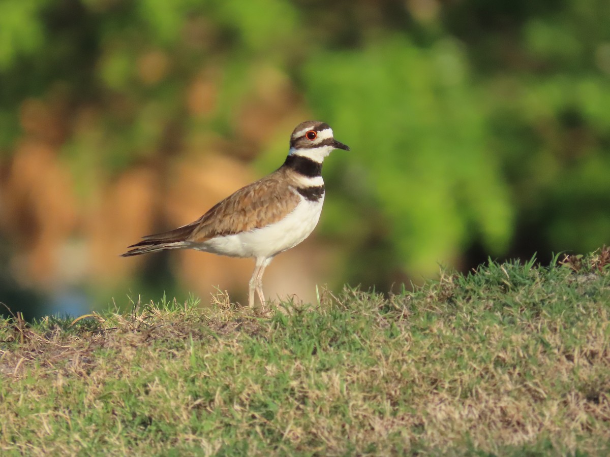 Killdeer - Laurie Witkin