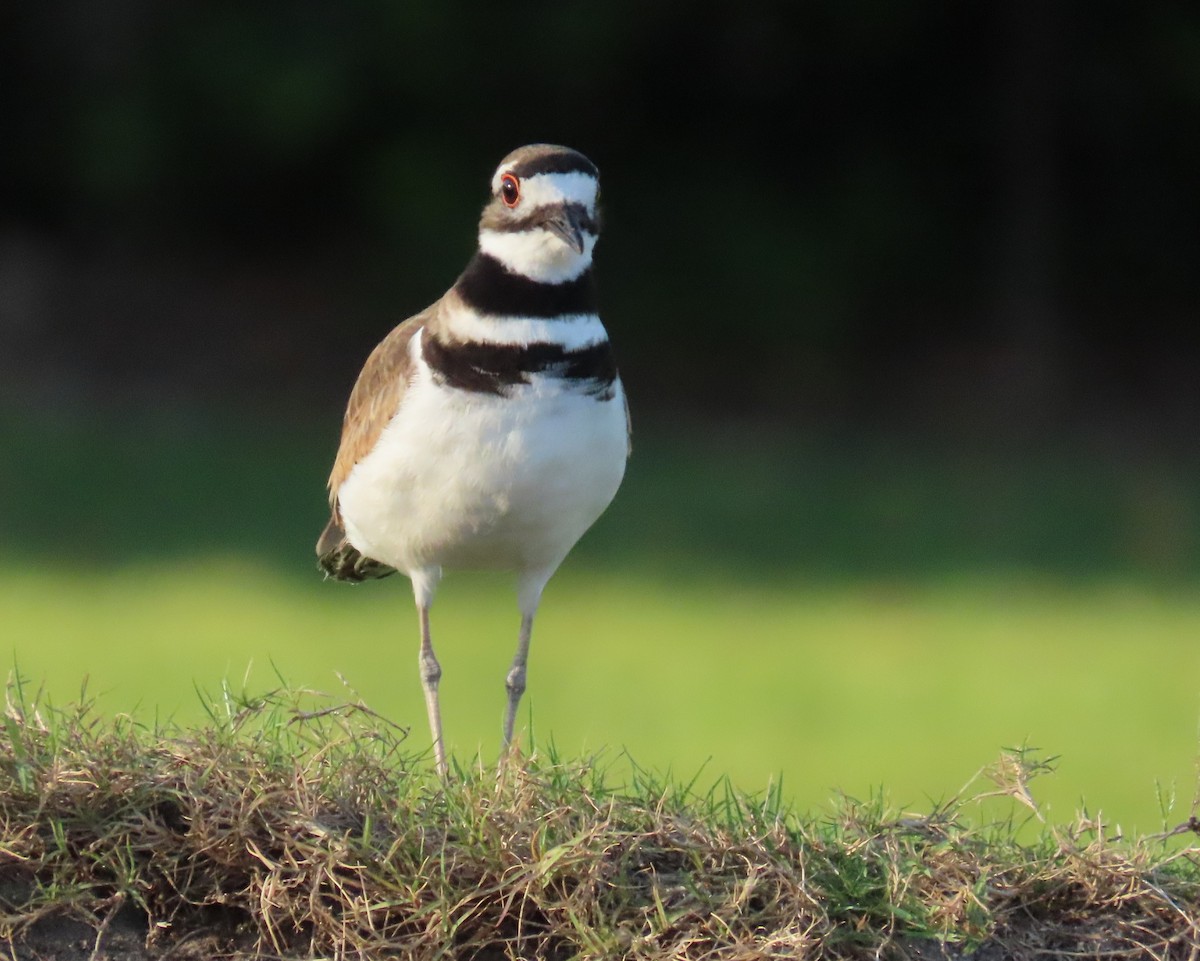 Killdeer - Laurie Witkin