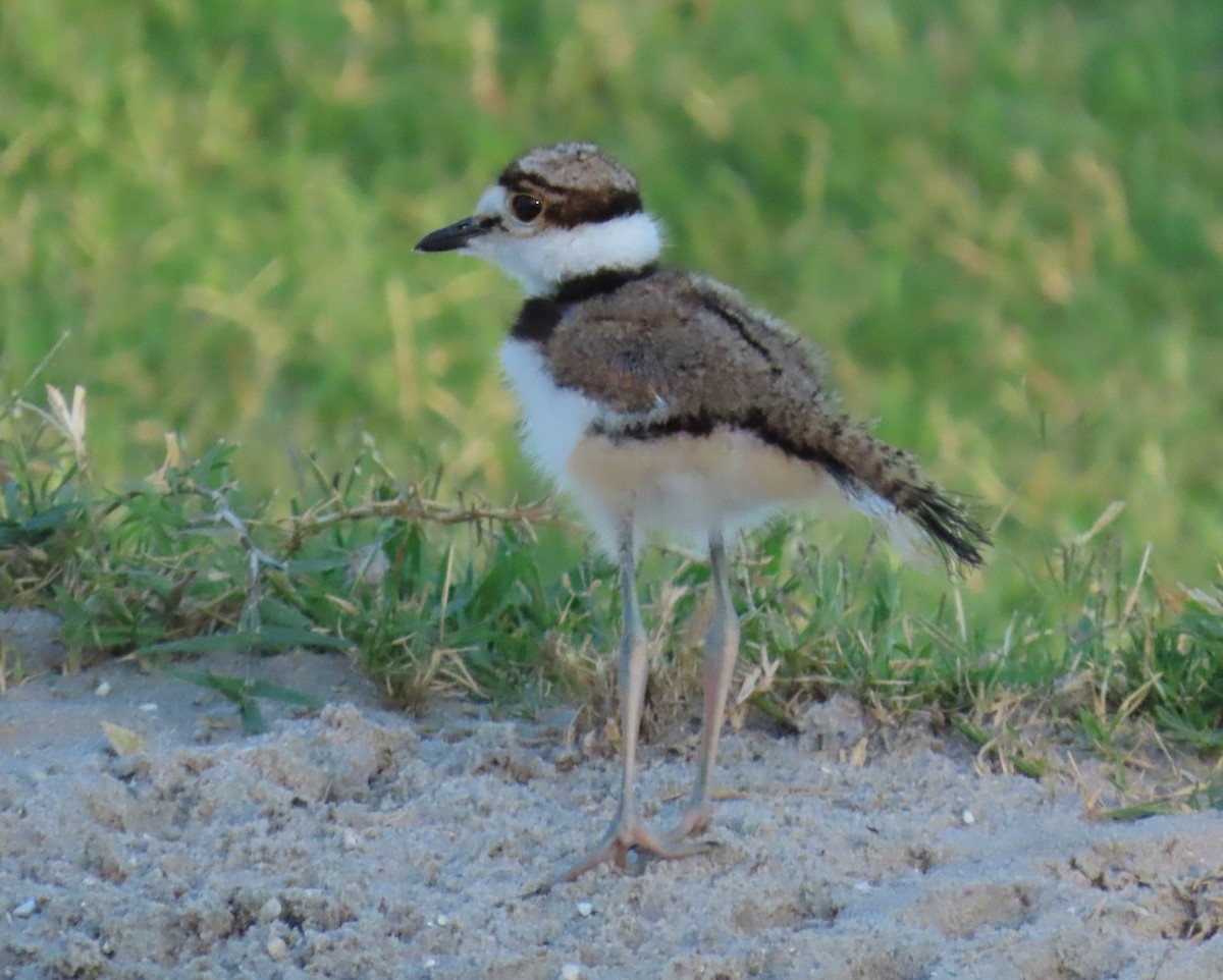 Killdeer - Laurie Witkin