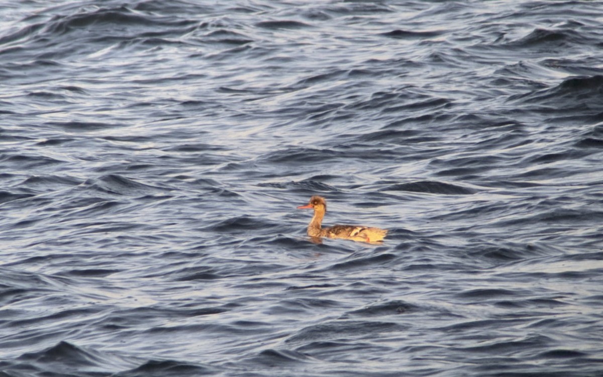 Red-breasted Merganser - lief gallagher