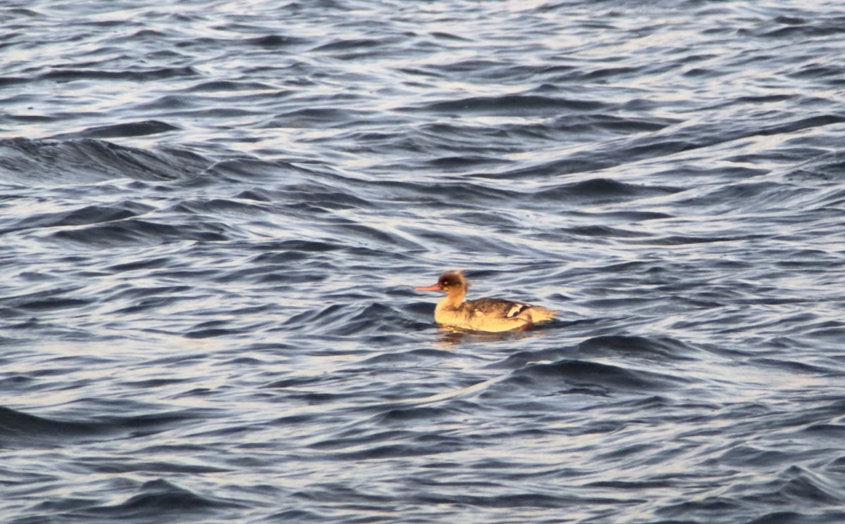 Red-breasted Merganser - lief gallagher