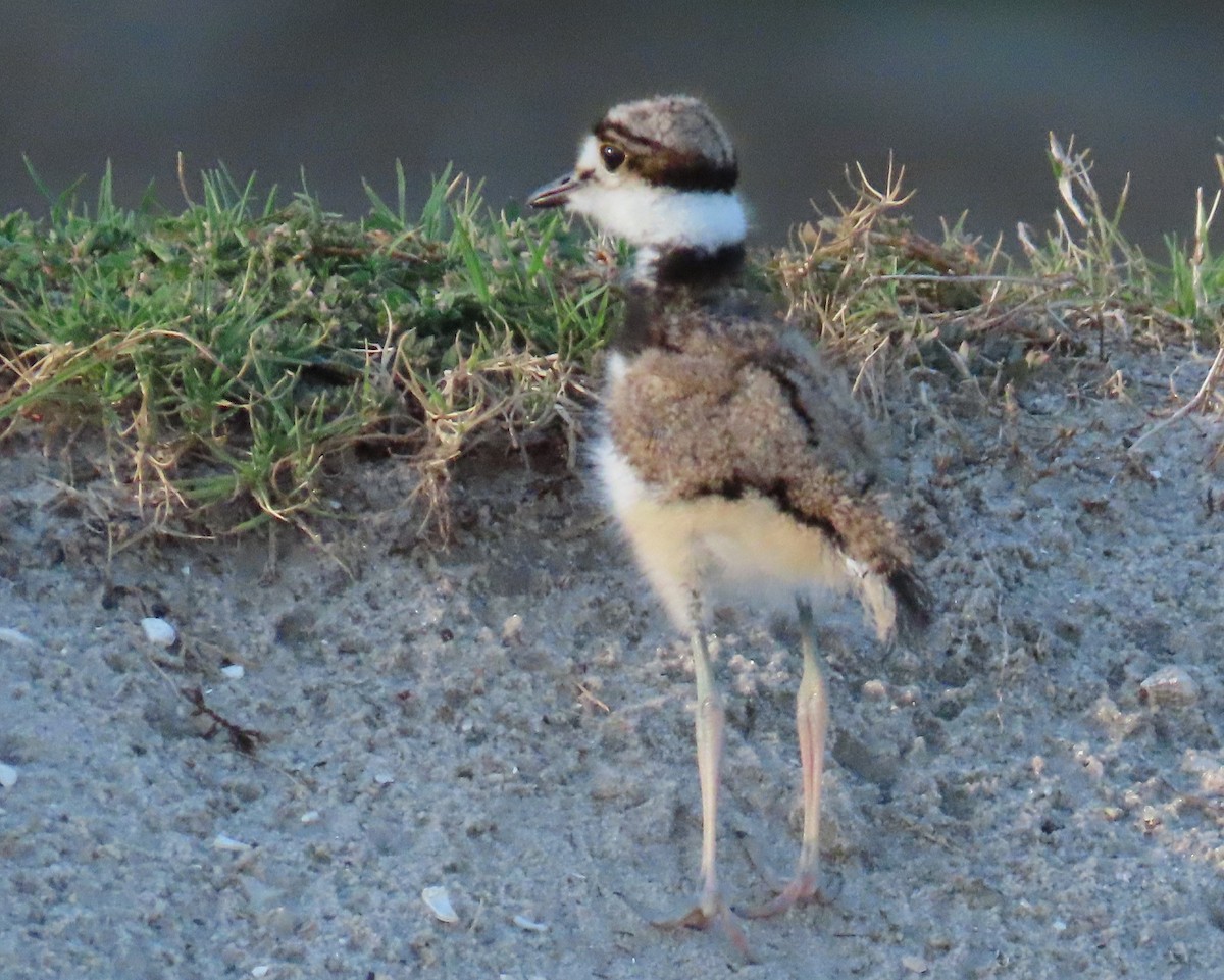 Killdeer - Laurie Witkin