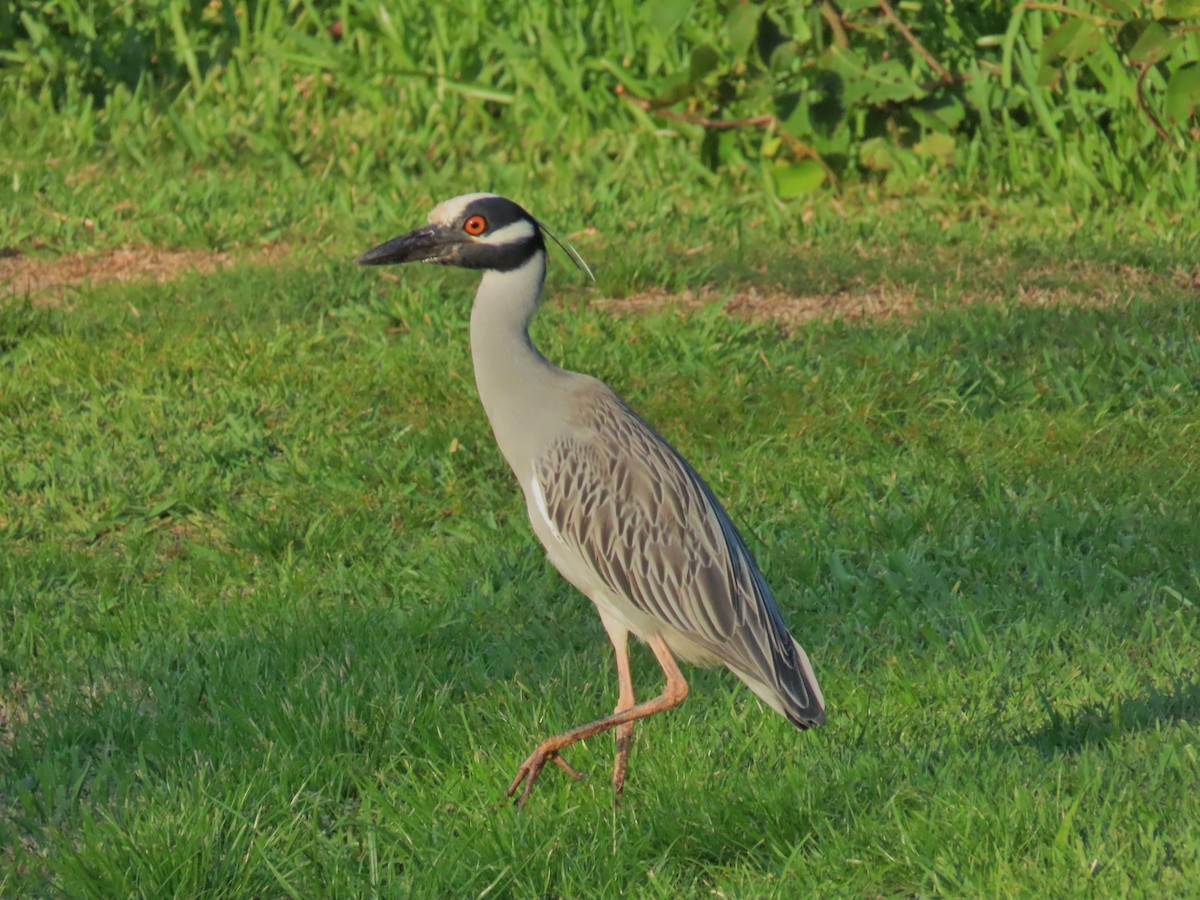 Yellow-crowned Night Heron - Laurie Witkin