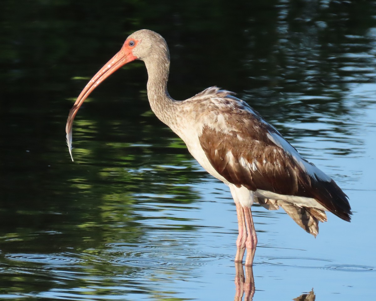 White Ibis - Laurie Witkin