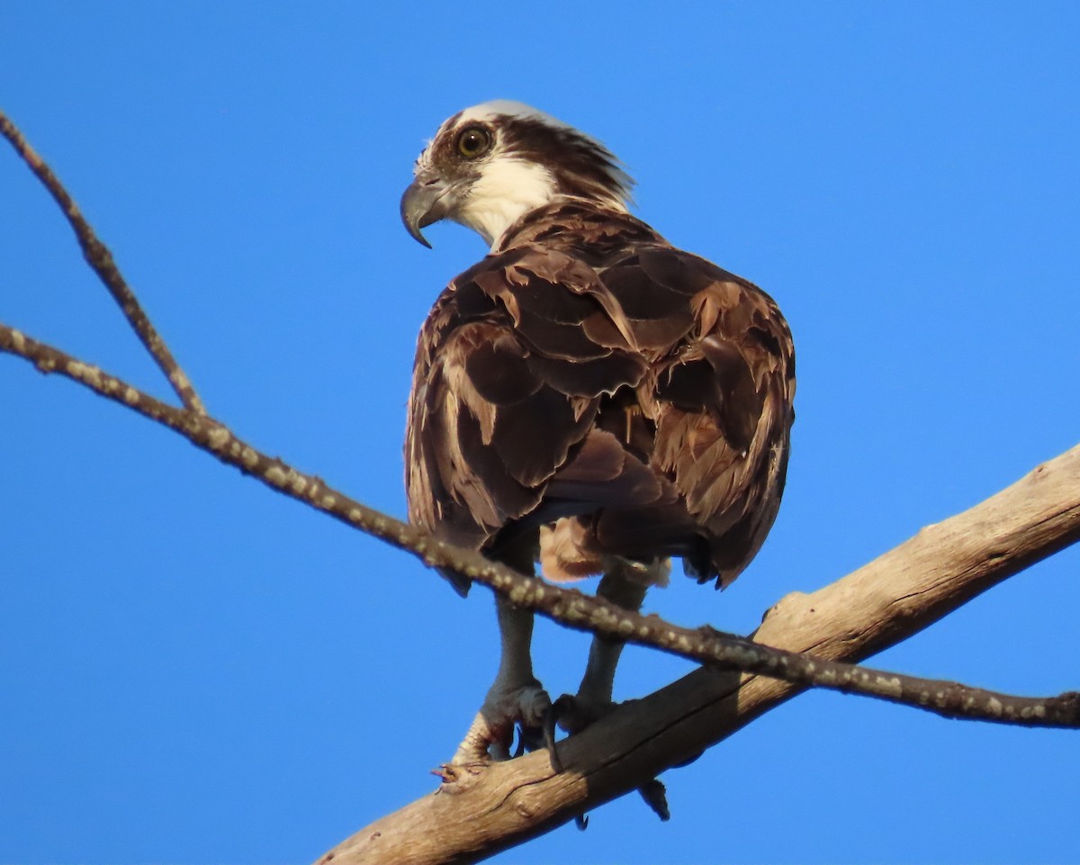 Osprey - Laurie Witkin