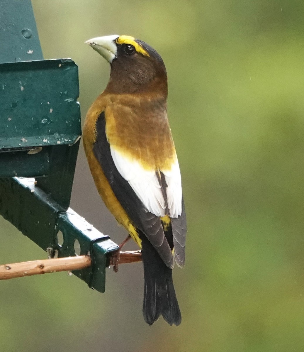 Evening Grosbeak - Ann Nightingale