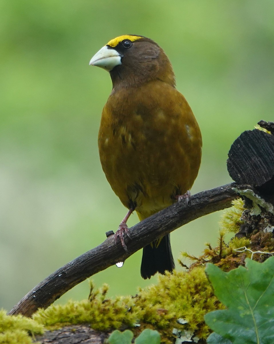 Evening Grosbeak - Ann Nightingale