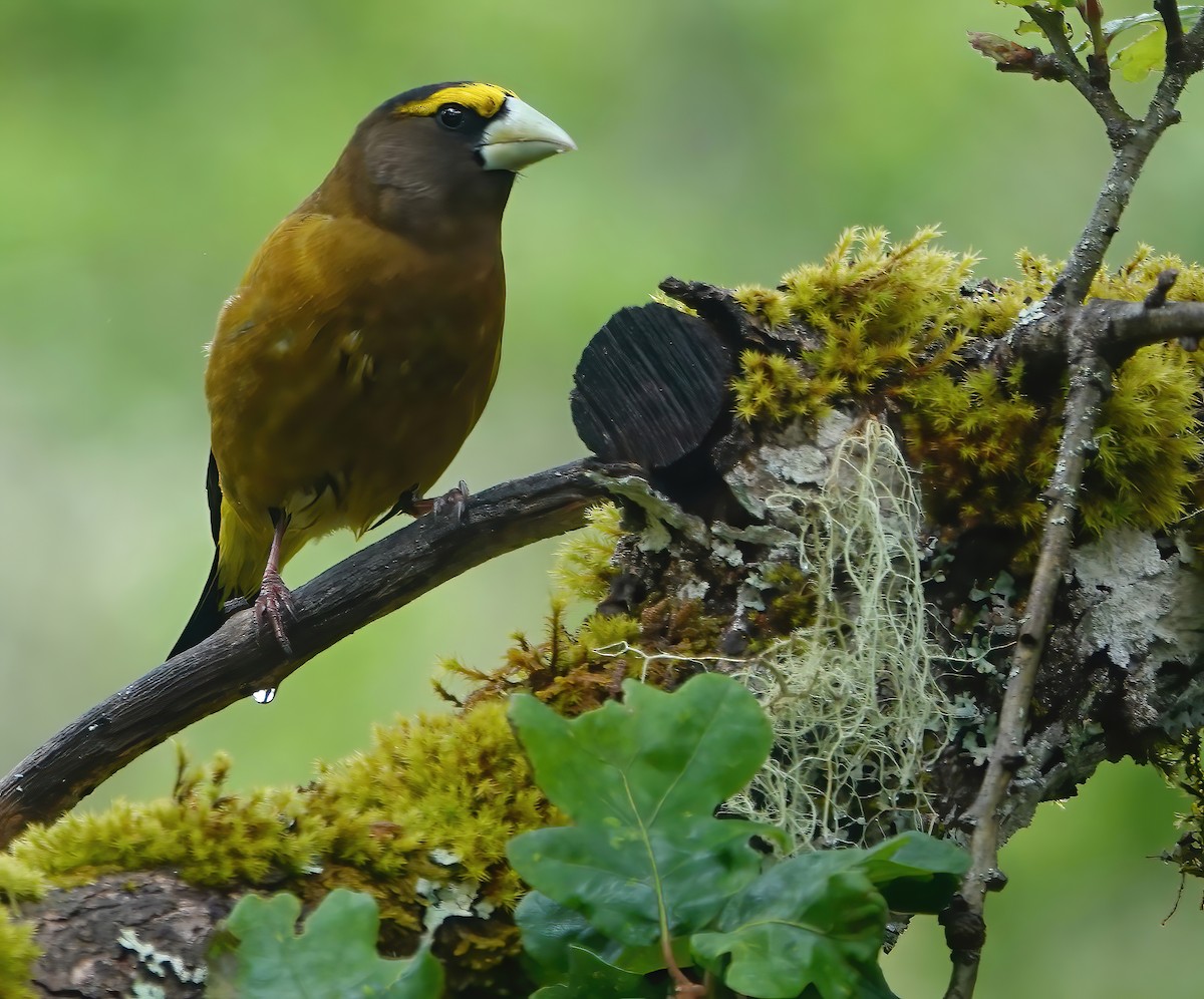 Evening Grosbeak - Ann Nightingale