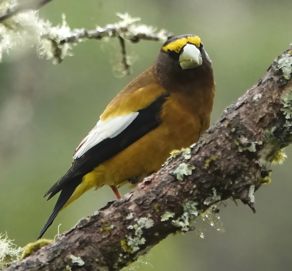 Evening Grosbeak - Ann Nightingale