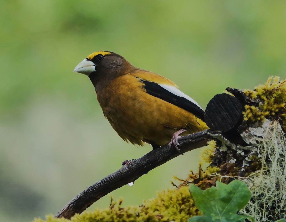 Evening Grosbeak - Ann Nightingale