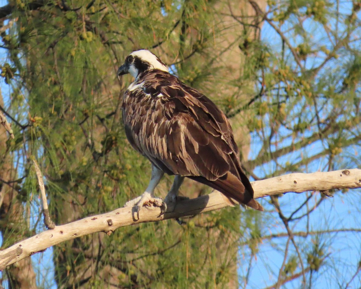 Osprey - Laurie Witkin