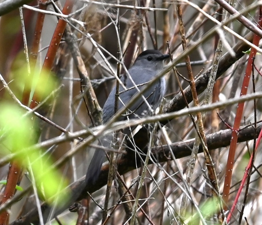 Gray Catbird - Nicolle and H-Boon Lee