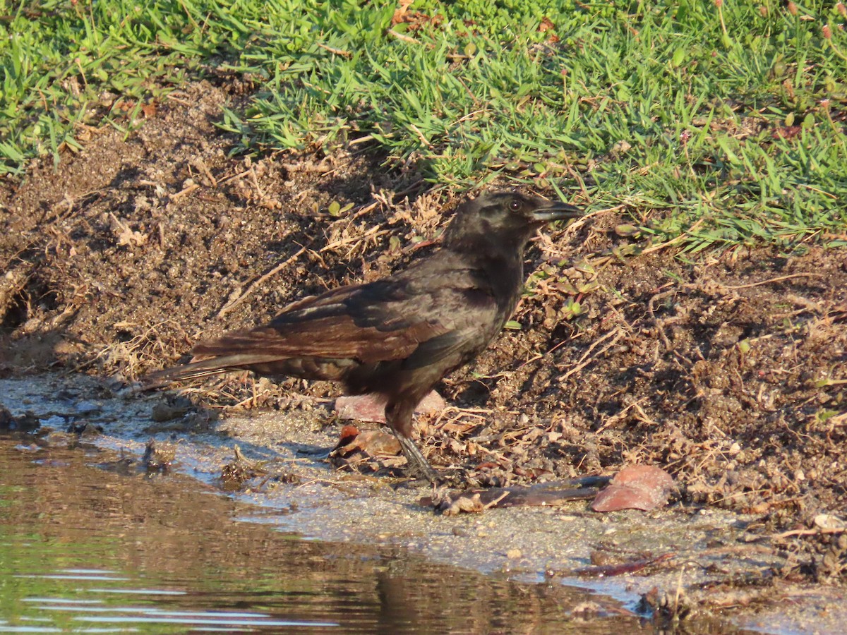 Fish Crow - Laurie Witkin