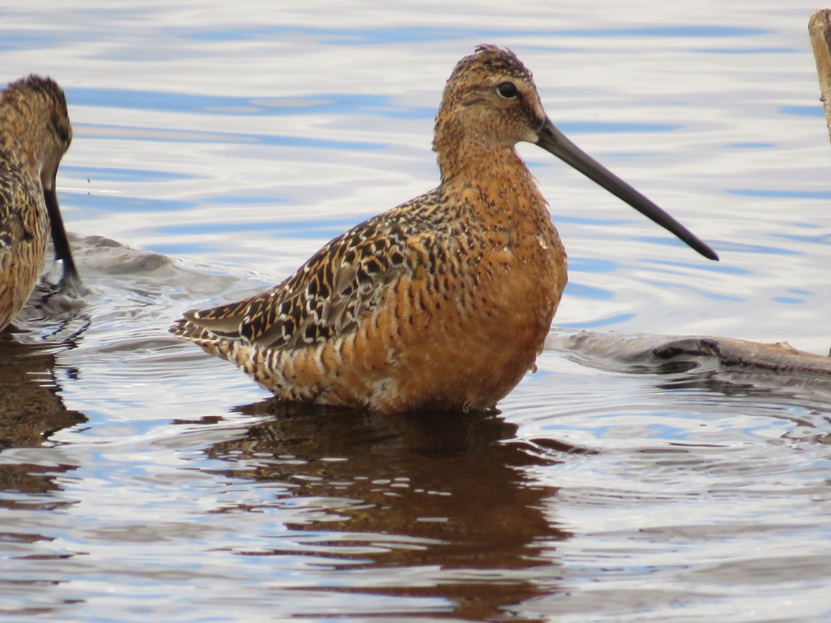 Long-billed Dowitcher - Dennis Kuchar