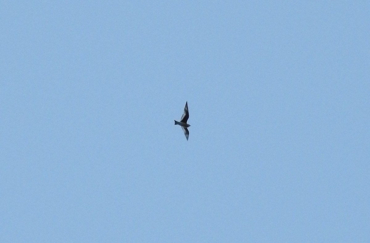 Small Pratincole - Selvaganesh K