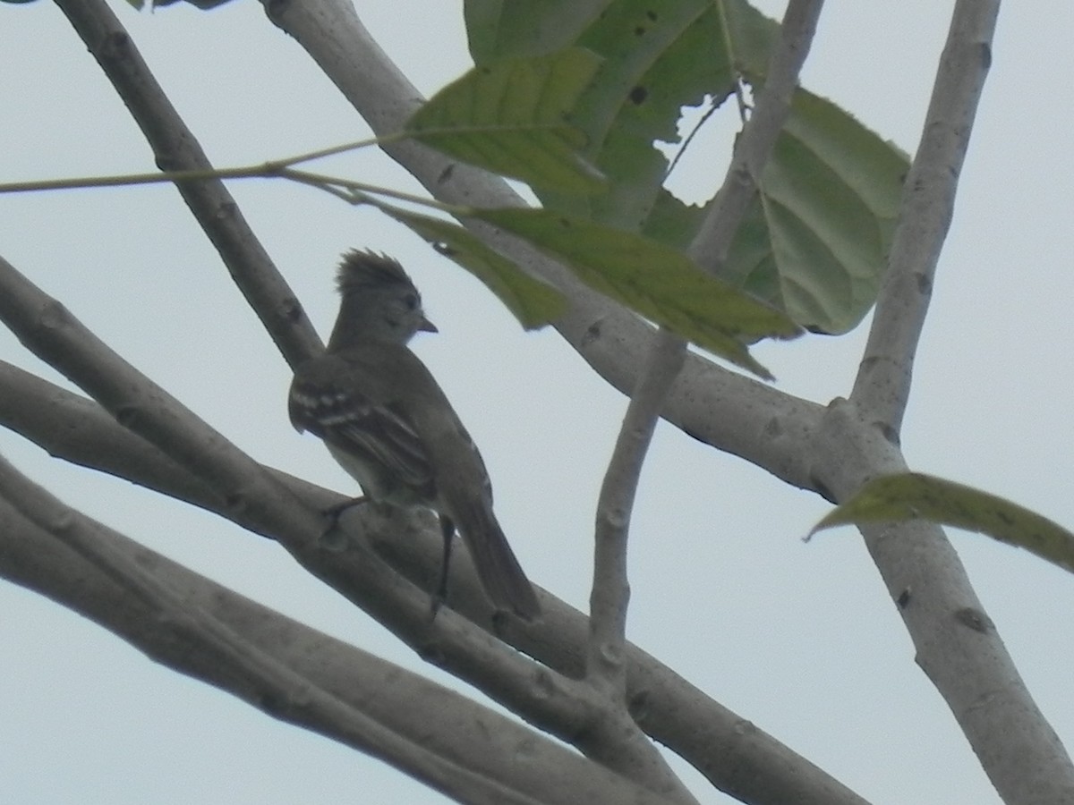 Yellow-bellied Elaenia - John Calderón Mateus