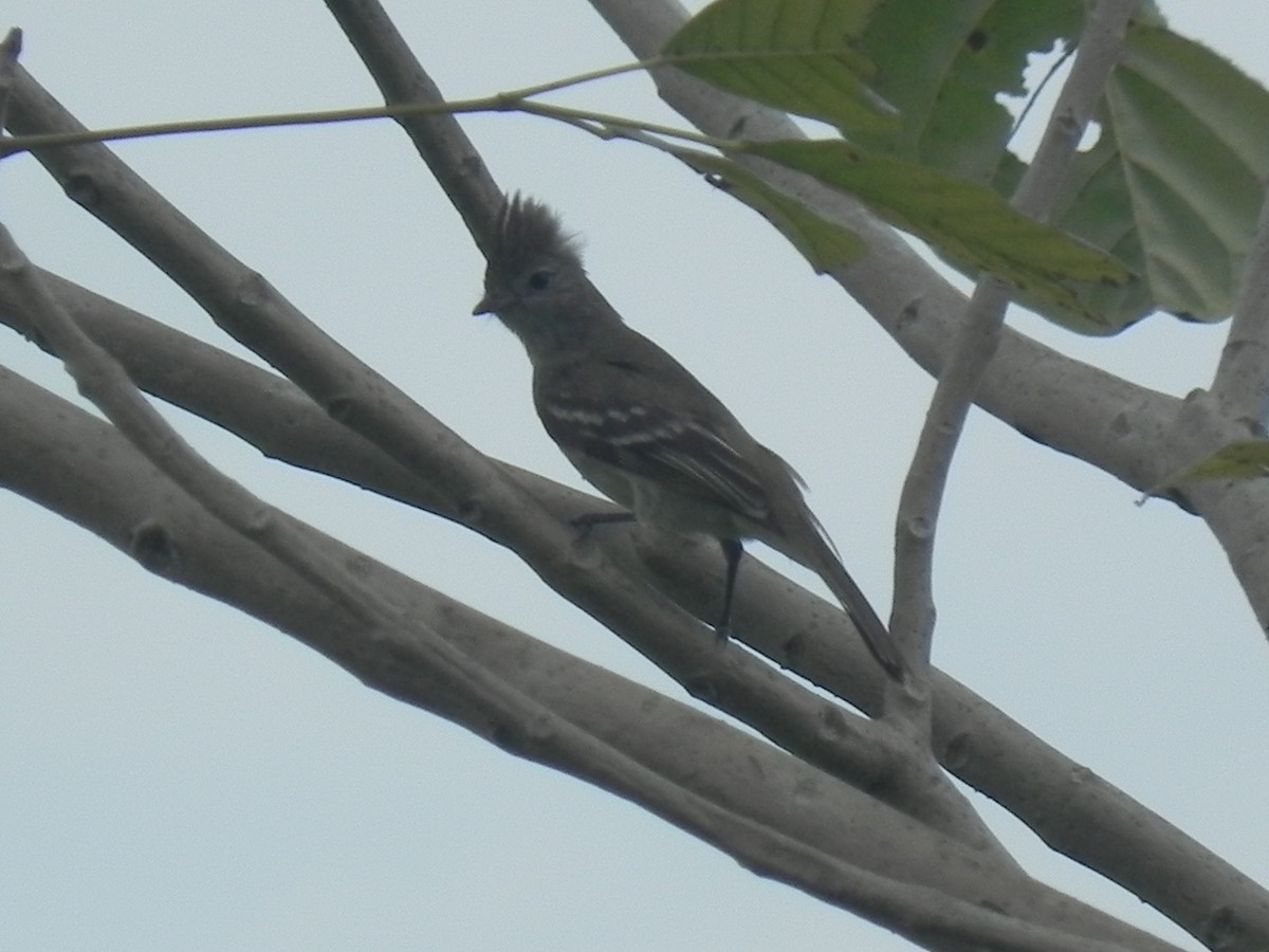 Yellow-bellied Elaenia - John Calderón Mateus