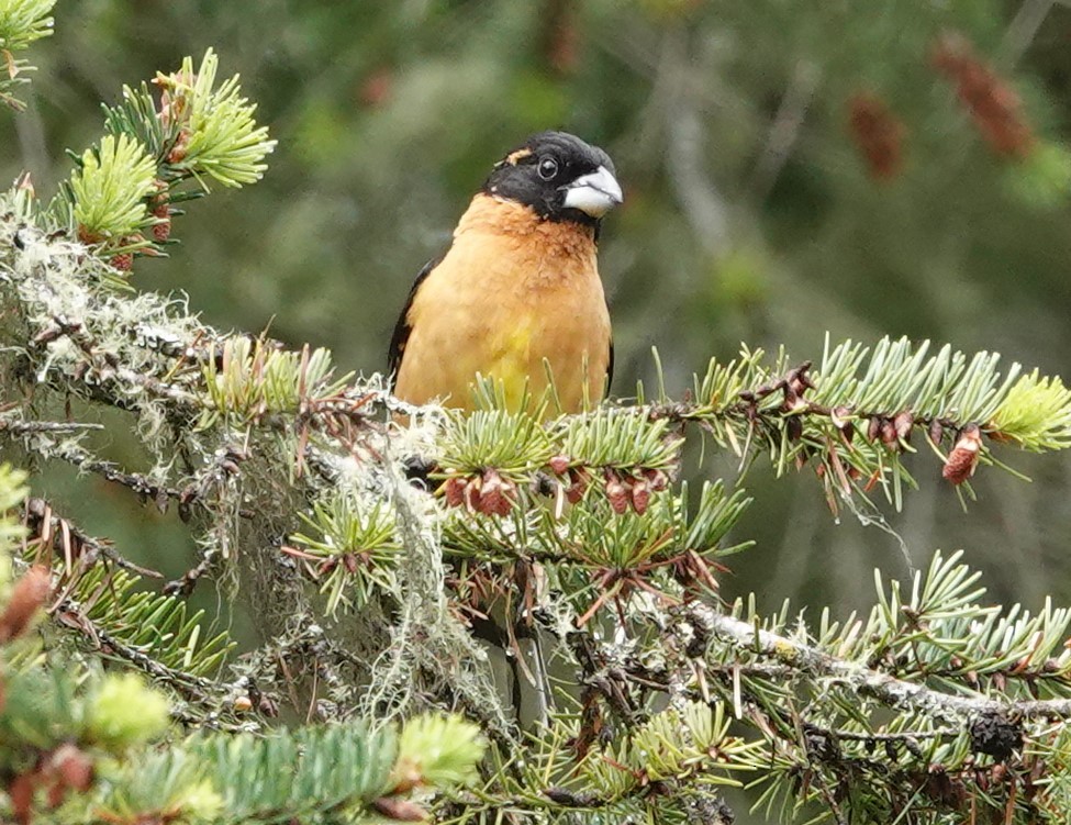 Black-headed Grosbeak - Ann Nightingale