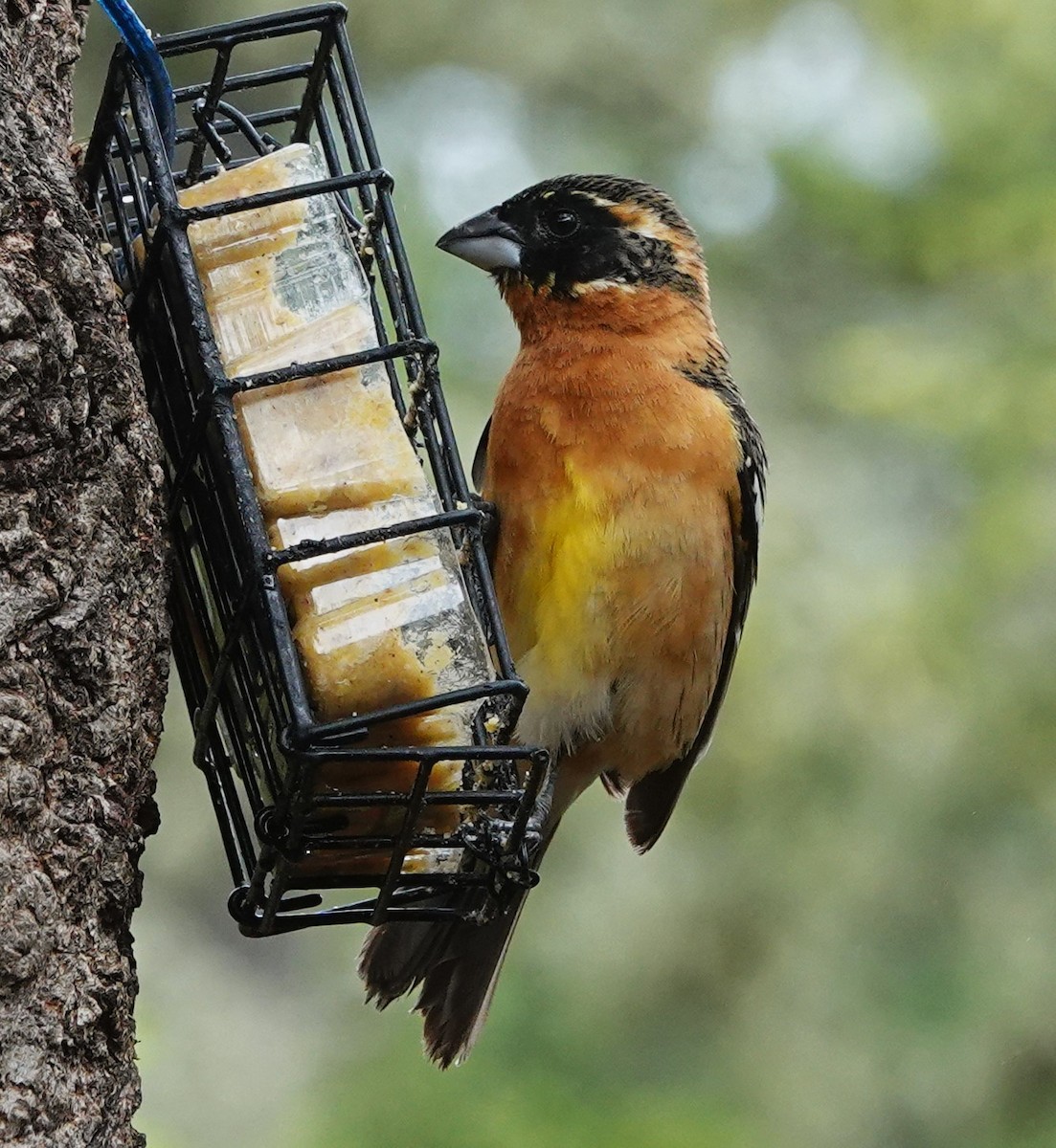 Black-headed Grosbeak - Ann Nightingale