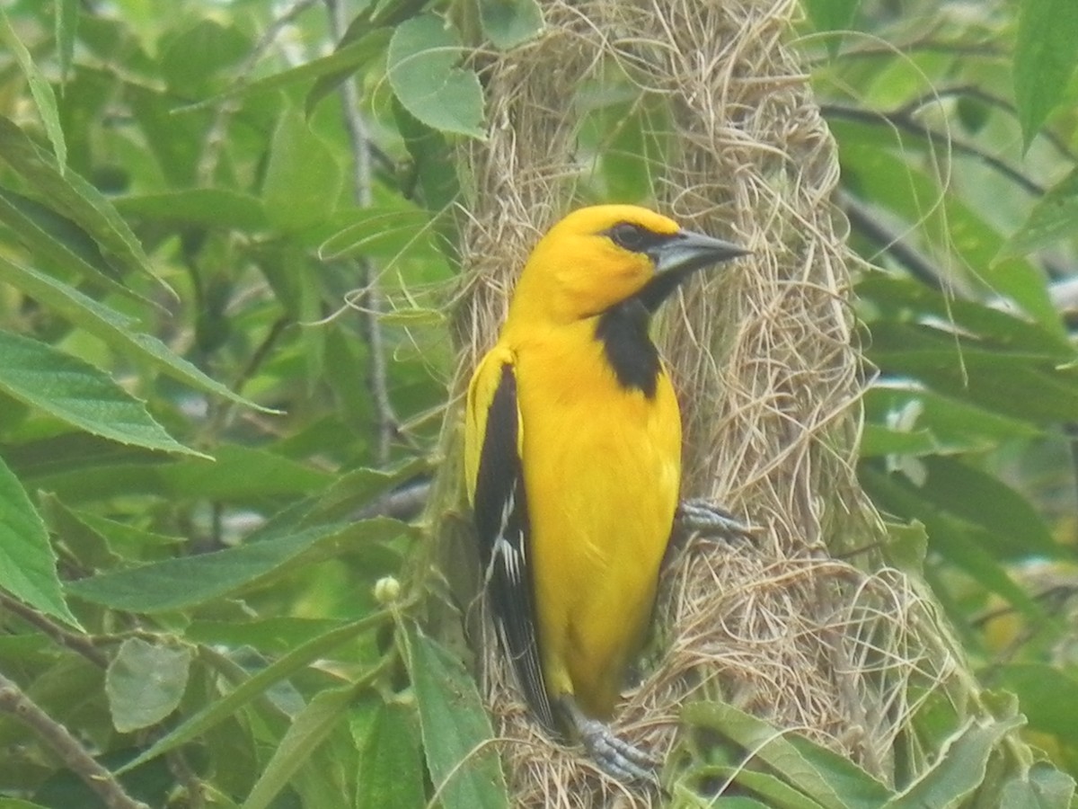 Yellow Oriole - ML619556933