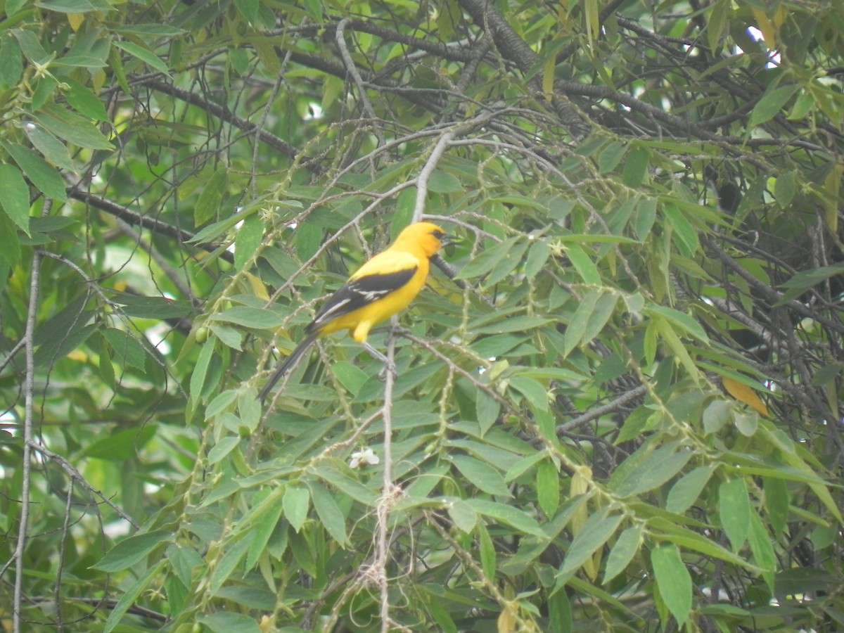 Yellow Oriole - John Calderón Mateus