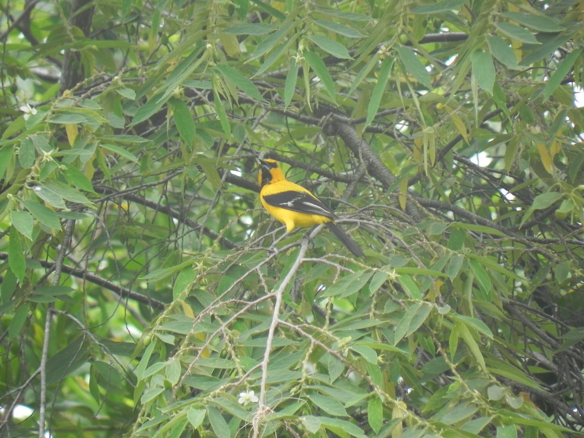 Yellow Oriole - John Calderón Mateus