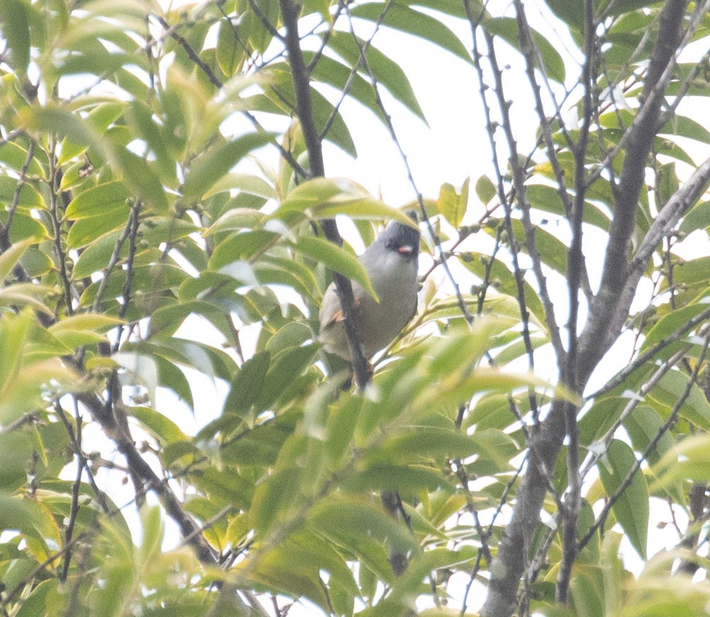 Black-chinned Yuhina - Lindy Fung