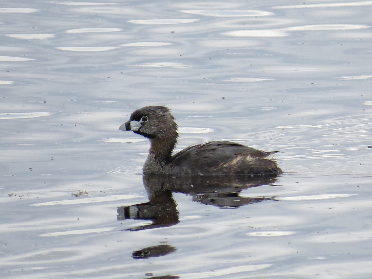 Pied-billed Grebe - Dennis Kuchar