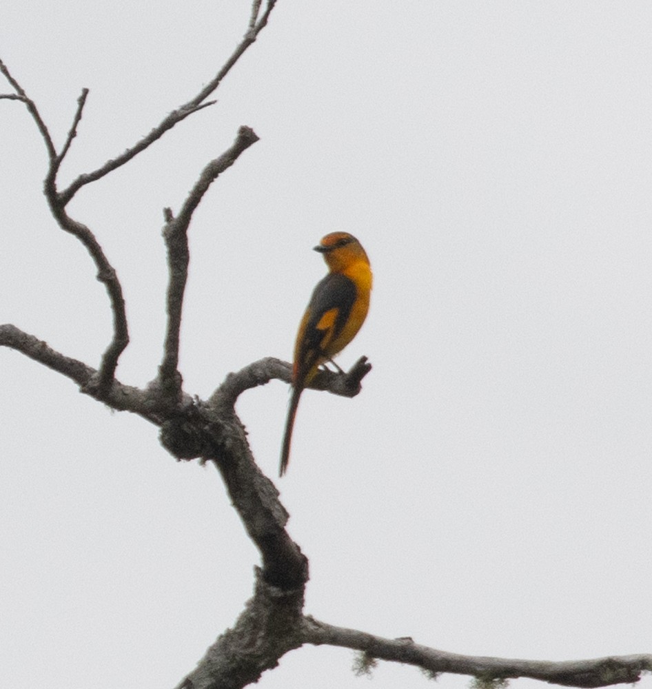 Scarlet Minivet - Lindy Fung