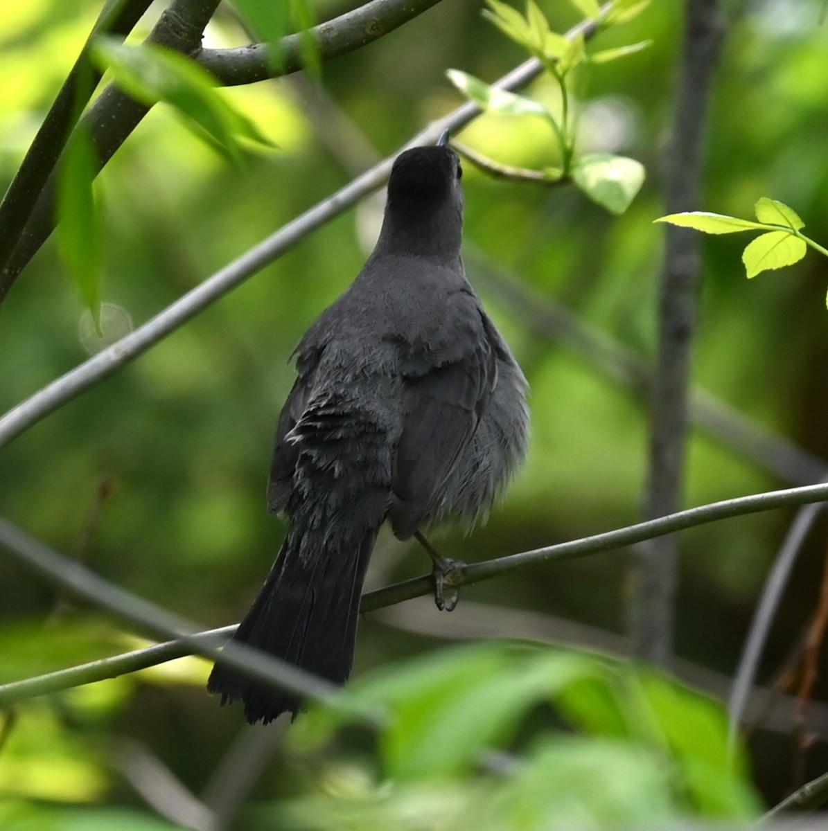 Gray Catbird - Nicolle and H-Boon Lee