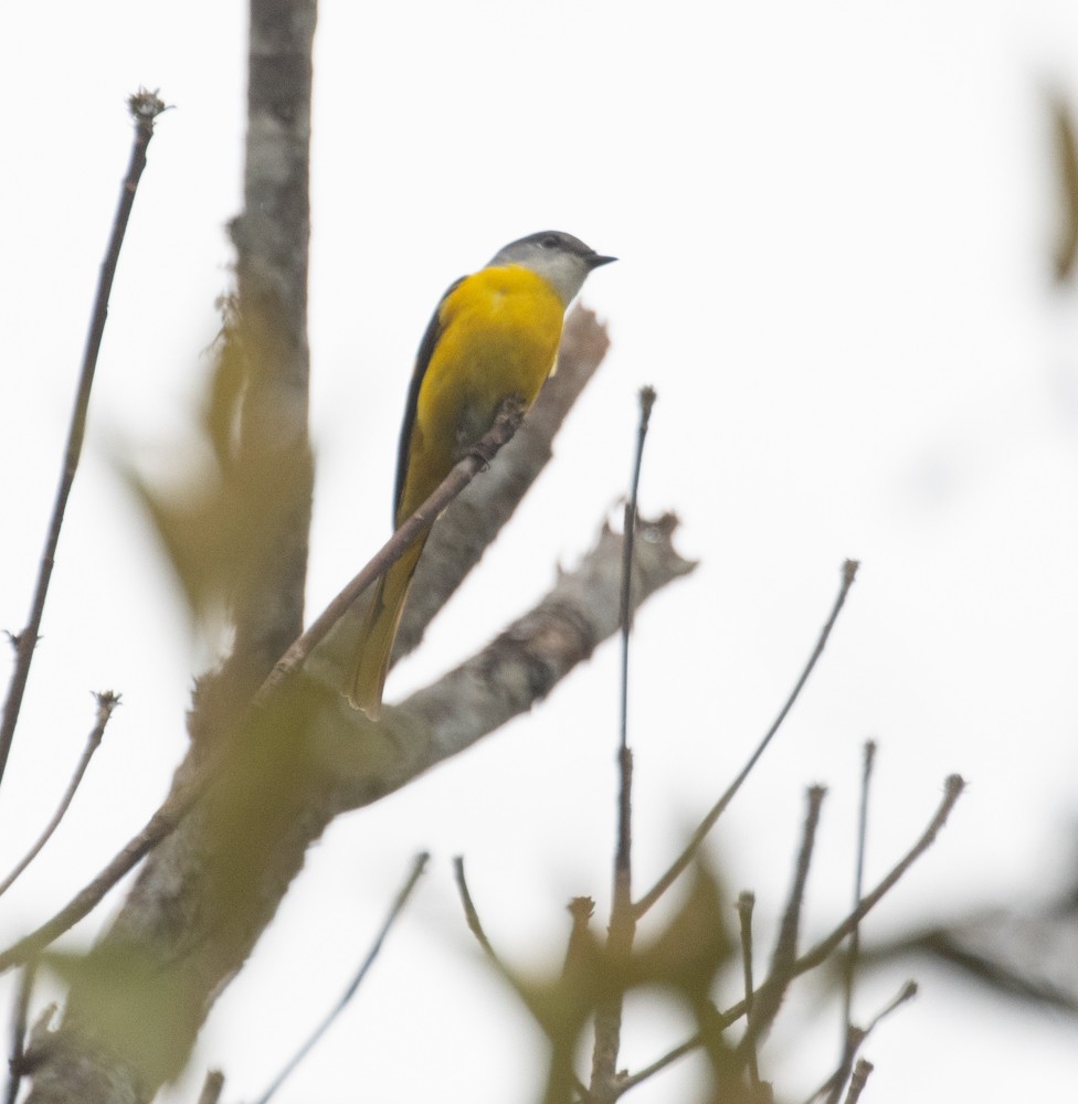 Long-tailed Minivet - Lindy Fung