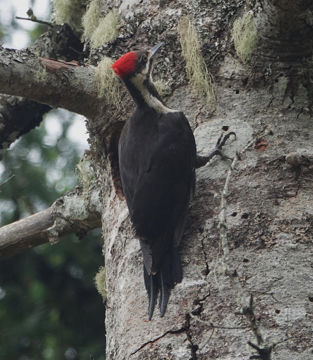 Pileated Woodpecker - Ann Nightingale